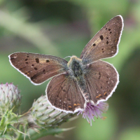 lycaena_tityrus5bd