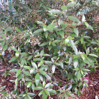 Olearia cheesemanii (Oléaria)