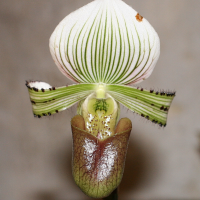 Paphiopedilum hennisianum (Paphiopedilum)