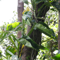 Philodendron lingulatum (Philodendron)