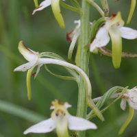 platanthera_bifolia4bd