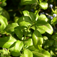 plumbago_auriculata4md