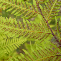 pteris_tremula2bd