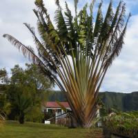 ravenala_madagascariensis1md