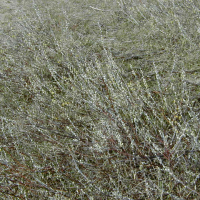 Salix repens ssp. repens var. dunensis (Saule des sables, Saule des dunes)