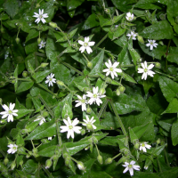 stellaria_palustris2md (Stellaria palustris)