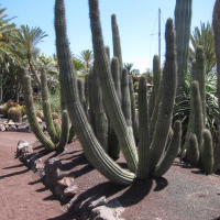 Stenocereus thurberii (Cactus)