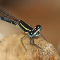 argia_concinna7sd (Argia concinna)