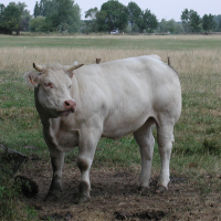 Bos taurus (3) (Vache race Charolaise)
