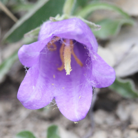 campanula_alpestris3md (Campanula alpestris)