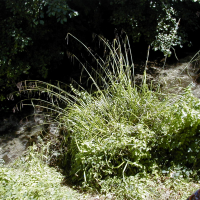 Carex pendula (Laîche à épis pendants, Carex élevé)