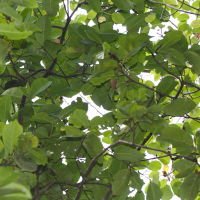 Cassine xylocarpa (Cassine)