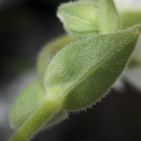 cerastium_alpinum4bd (Cerastium alpinum)