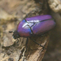 chlorocala_africana_oertzeni2bd (Chlorocala africana ssp. oertzeni)