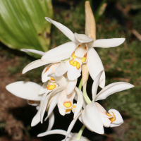 coelogyne_nitida2md (Coelogyne nitida)