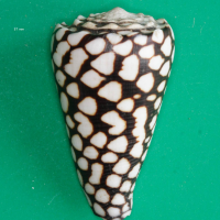 Conus marmoreus (Cône marbré)