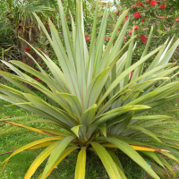 Cordyline indivisa (Cordyline)