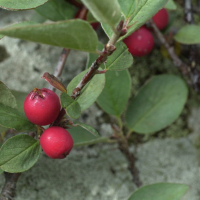 cotoneaster_integerrimus4md (Cotoneaster integerrimus)