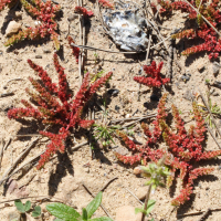 crassula_tillaea2md (Crassula tillaea)