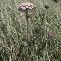 daucus_carota_gummifer5md (Daucus carota ssp. gummifer)