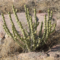 Euphorbia caducifolia (Euphorbe)
