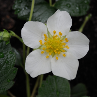 fragaria_chiloensis2md