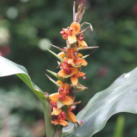 hedychium_gardnerianum5md