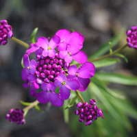 iberis_umbellata2md