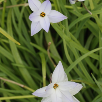 ipheion_uniflorum2md