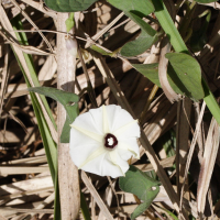 ipomoea_batatas4md