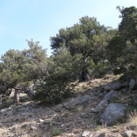 Juniperus thurifera (Genévrier thurifère)