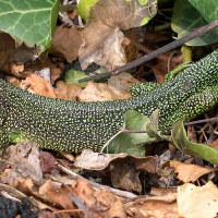 lacerta_bilineata2fca