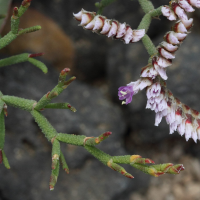 limonium_papillatum2md