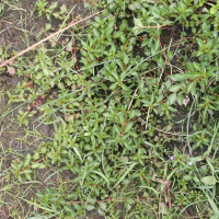 Ludwigia palustris (Ludwigie des marais)