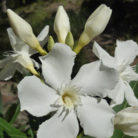 nerium_oleander6cd