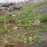Nicotiana plumbaginifolia (Tabac à feuilles de plombago)