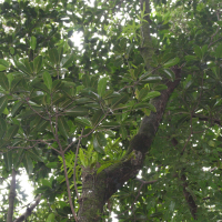 Nuxia verticillata (Nuxie verticillée, Bois maigre)