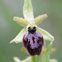 ophrys_arachnitiformis5md