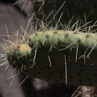 opuntia_leucotricha4md