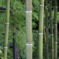 phyllostachys_violascens2md