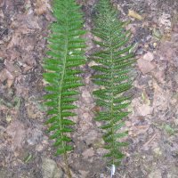 polystichum_aculeatum_setiferummd