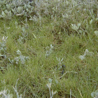 Puccinellia maritima (Glycérie maritime)