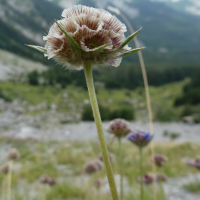 scabiosa_graminifolia4gv