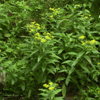 Senecio nemorensis (Séneçon des bois)