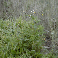 Sonchus asper (Laiteron épineux)