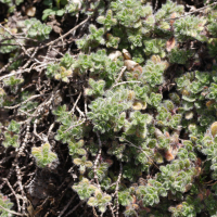Thymus froelichianus (Thym de Carniole, Thym de Hongrie)