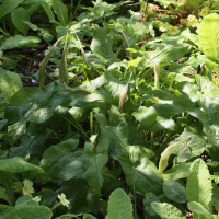 arum_maculatum8md (Arum maculatum)