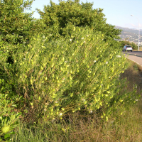 asclepias_fruticosus6md