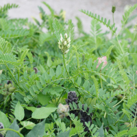 Astragalus cicer (Astragale pois-chiche)