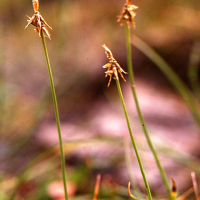 Carex microglochin (Laîche)
